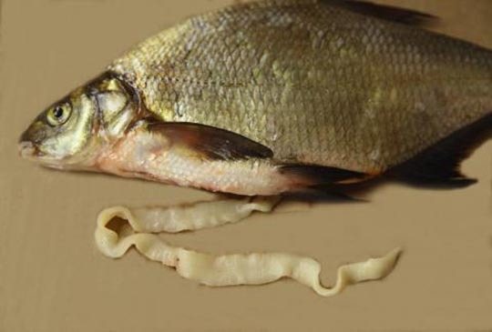 Глисты в рыбе – какие бывают, как выглядят и можно ли есть рыбу с гельминтами