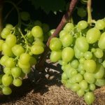 грозди винограда аркадия