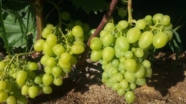 грозди винограда аркадия