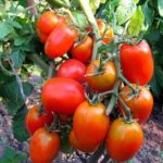 Характеристика и описание сорта томата Идальго F1, его урожайность