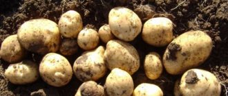 Характеристика картофеля Ласунок