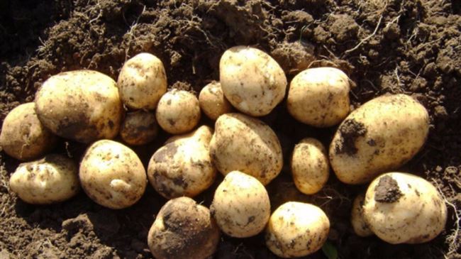 Характеристика картофеля Ласунок