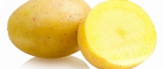 Характеристика картофеля сорта Маделине