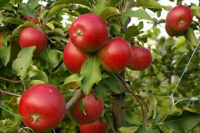 Характеристики сорта яблок Пепин шафранный
