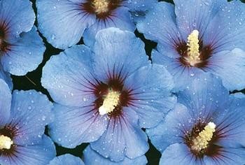 Hibiscus SYRIACUS BLUE SATIN Гибискус сирийский Голубой сатин 3