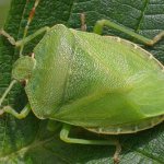 Хитиновый покров способствует выживаемости насекомых в природе