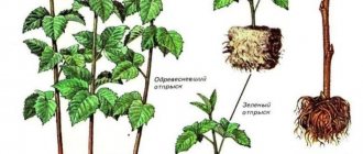 Инструкция по размножению малины летом черенками для начинающих садоводов