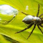интересные факты о пауках