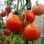 История выращивания сорта томатов Машенька