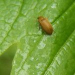 Как бороться с жуками на малине: варианты комплексных мер