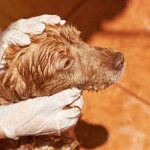 Как избавиться от блох у собак с уксусом