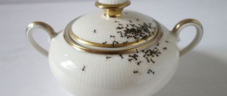 Как избавиться от муравьев с помощью уксуса