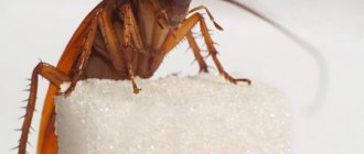 Как избавиться от рыжих тараканов в квартире быстро и народными средствами