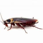 Как избавится от тараканов прусаков в квартире