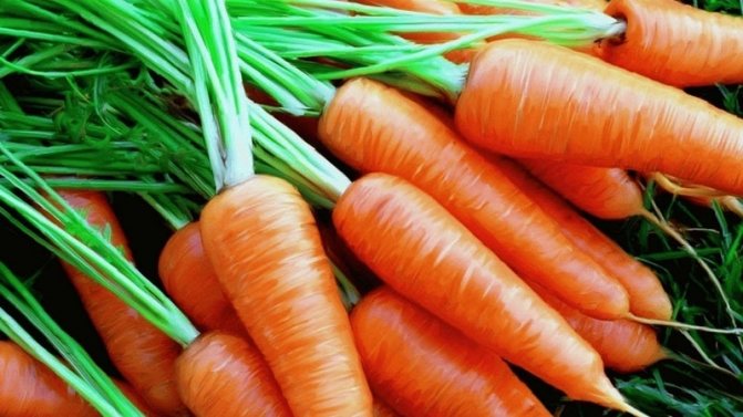 Как называется сорт мини моркови