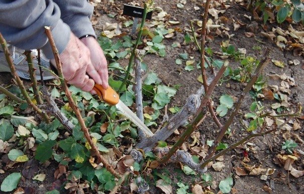Как обрезать плетистую розу весной: важные нюансы пошаговая инструкция