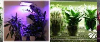 Как осветить комнатные растения лампой