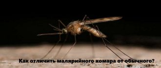 Как отличить малярийного комара от обычного