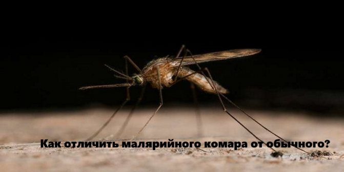 Как отличить малярийного комара от обычного