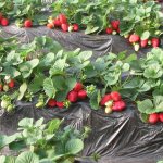 Как посадить клубнику под пленку для вкусного урожая