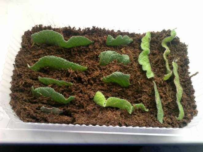 Как посадить лист стрептокарпуса