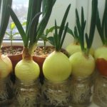 Как посадить лук дома