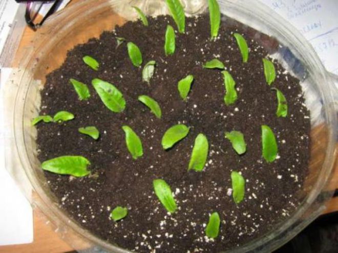 Как посадить стрептокарпус семенами