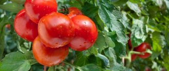 Как правильно пасынковать помидоры в теплице пошагово