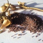 Как правильно собрать семена петунии: время и правила сбора советы