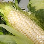 Как правильно выбирать кукурузу