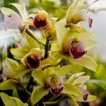 Как провести размножение орхидеи цветоносом