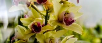 Как провести размножение орхидеи цветоносом