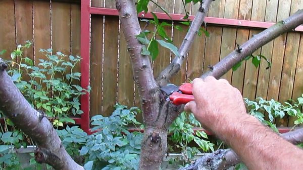Как проводить осеннюю обработку персика