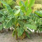 Как растет банан пальма. Фото в природе, домашних условиях