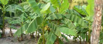 Как растет банан пальма. Фото в природе, домашних условиях