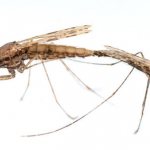 Как размножаются комары, вид спаривания