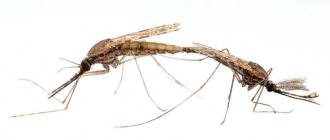 Как размножаются комары, вид спаривания