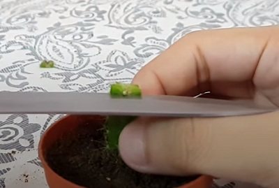 Как срезать кактус для прививки