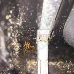 Как тараканы попадают в вентиляцию?