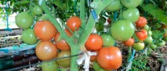 как-выглядит-куст-томата-катя-фото