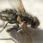 Как выглядит муха на фото