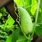 Как выглядит растение под названием циклантера, а точнее, ее будущий плод
