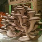 Как вырастить белые грибы в цветочном горшке