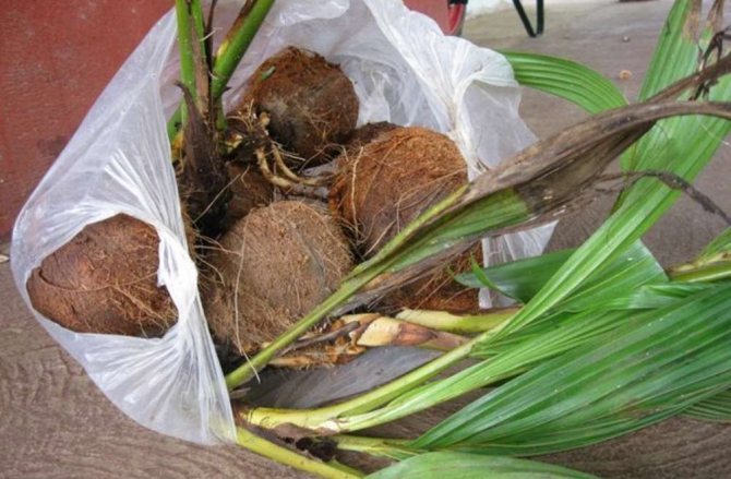 Как вырастить кокосовую пальму в домашних условиях – пошаговая инструкция с фотографиями
