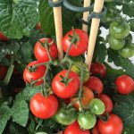 Как вырастить многолетние томаты самостоятельно