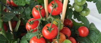Как вырастить многолетние томаты самостоятельно