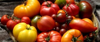 Как вырастить рассаду помидоров в домашних условиях.