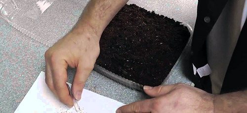 Как вырастить рассаду земляники из семян