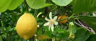 как заставить лимон цвести