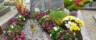 Какие многолетние неприхотливые цветы сажают на кладбище